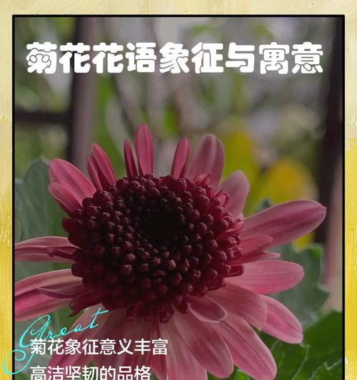 杭州菊花花语有什么特别之处？