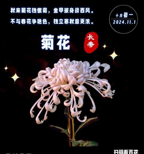 杭州菊花花语有什么特别之处？