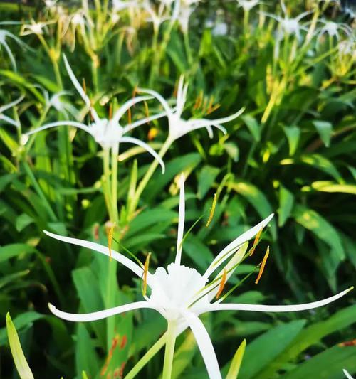 水鬼焦的花语是什么？