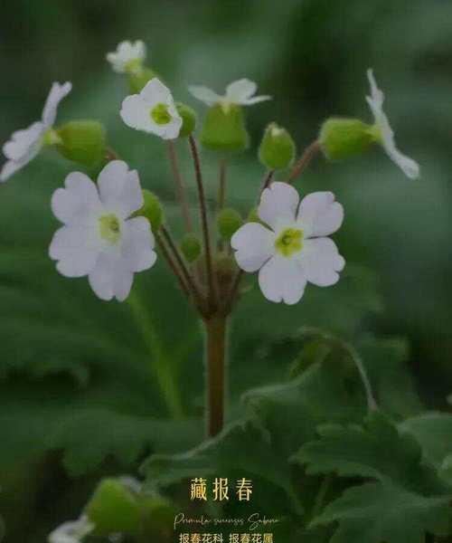 雪花蔓的花语有哪些含义？