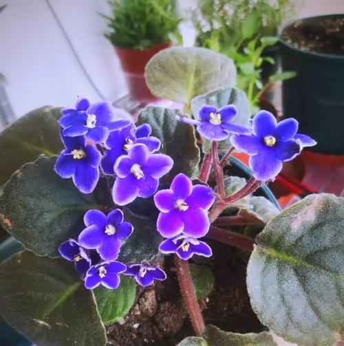 苦苣苔科花语代表了什么？