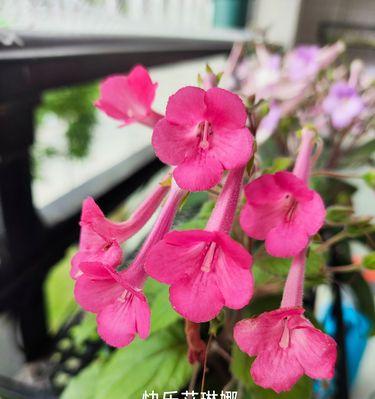 苦苣苔科花语代表了什么？