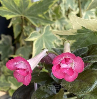 苦苣苔科花语代表了什么？