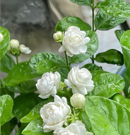 花的花语茉莉是什么意思？