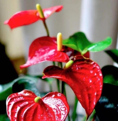 红掌火鹤花语是什么意思？
