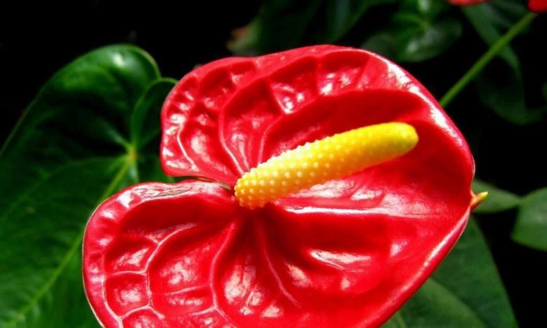 红掌火鹤花语是什么意思？