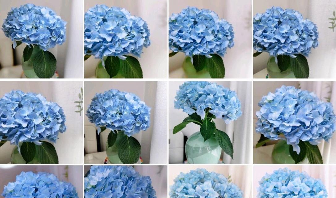 小菊球花花语有哪些含义？