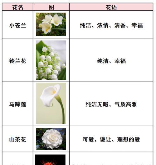 小菊球花花语有哪些含义？