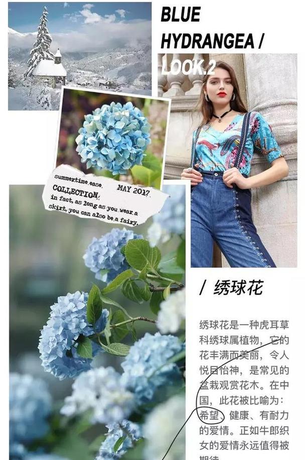 小菊球花花语有哪些含义？