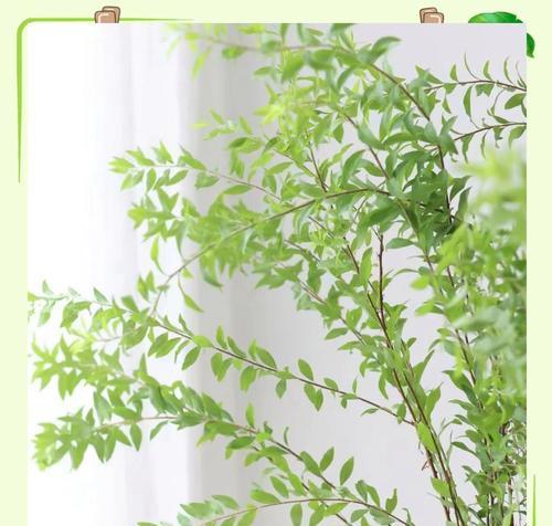 有花语的叶子代表了什么？