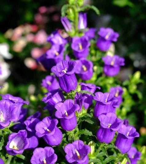 风铃果花花语是什么？如何理解其深层含义？
