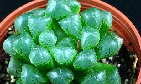 青色花朵的花语有哪些？它们象征着什么？