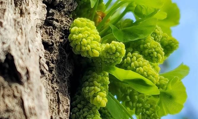 银杏花的花语是什么？它有何特别之处？