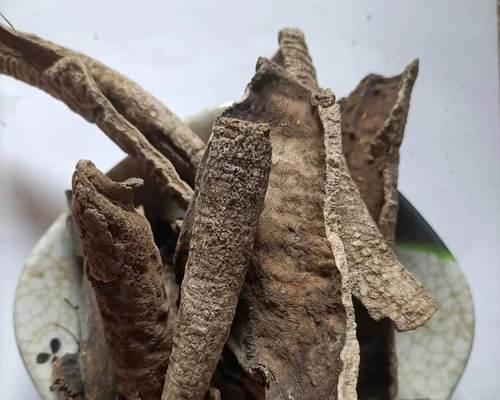 鸭脚木皮的花语有哪些？它象征着什么？