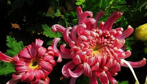 鹿角叶的花语是什么？它传递了怎样的信息？