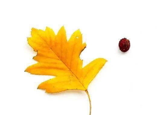 鹿角叶的花语是什么？它传递了怎样的信息？