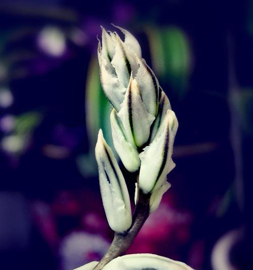 文竹是否拥有特定的花语？它代表了什么？