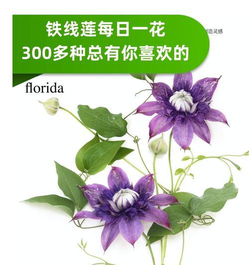 花语通常包含哪些元素？它们如何影响我们？
