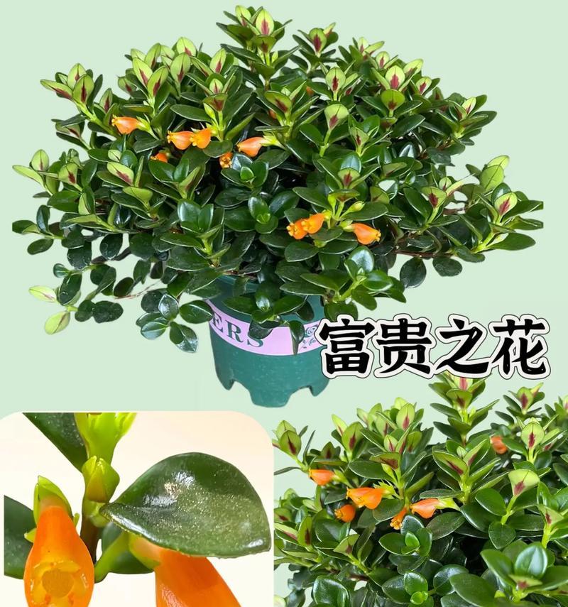 吊兰的花语是什么？它有哪些特别的含义？