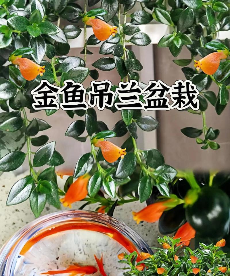 吊兰的花语是什么？它有哪些特别的含义？