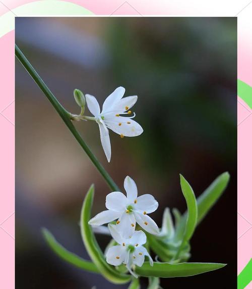 吊兰的花语是什么？它有哪些特别的含义？