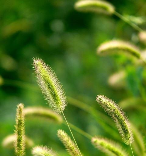 高粱花的花语有哪些？它们代表了什么？
