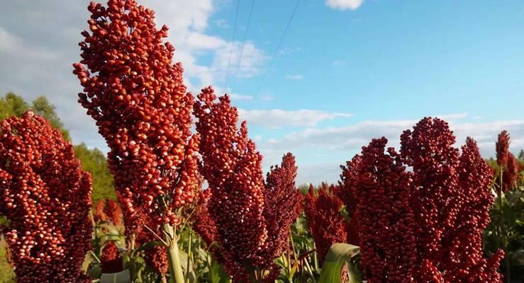 高粱花的花语有哪些？它们代表了什么？