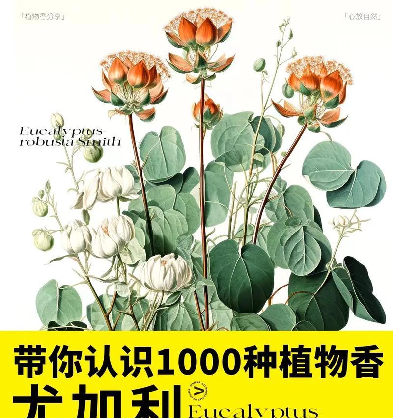 安桉树的花语是什么？它传递了怎样的信息？