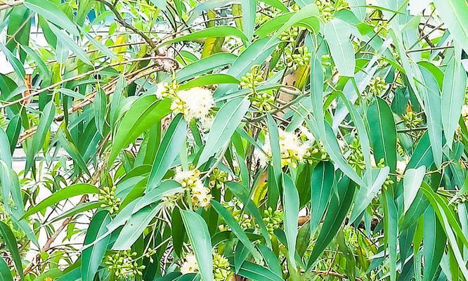 安桉树的花语是什么？它传递了怎样的信息？
