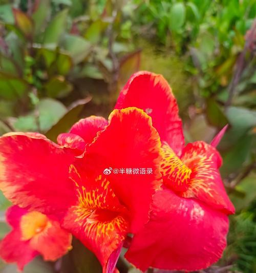 赤美人的花语有哪些？它们象征着什么？