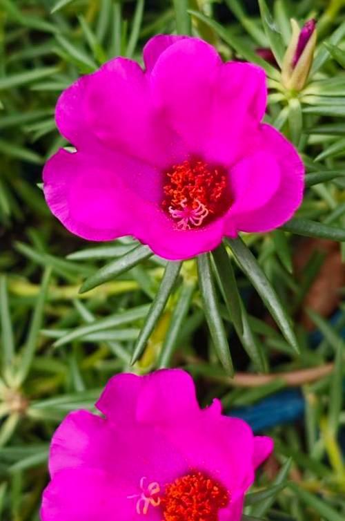 马齿笕花的花语是什么？它有何特别含义？
