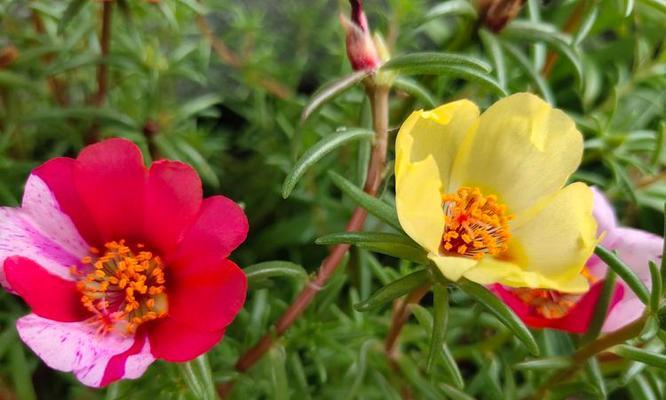 马齿笕花的花语是什么？它有何特别含义？