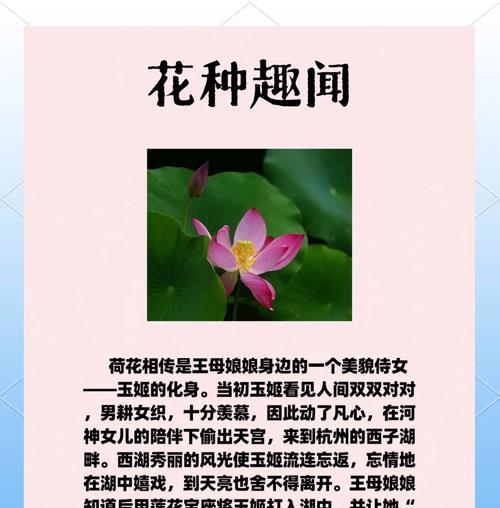 簿荷花的花语是什么？它代表了什么情感？