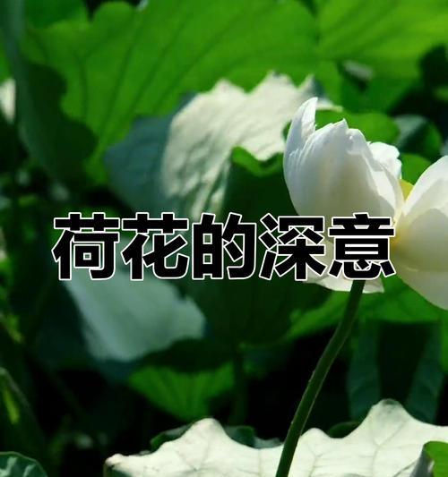 簿荷花的花语是什么？它代表了什么情感？