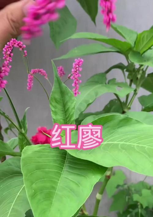 红蓼植物的花语是什么？它在传统中象征着什么？