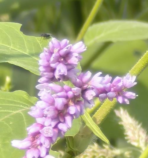 红蓼植物的花语是什么？它在传统中象征着什么？