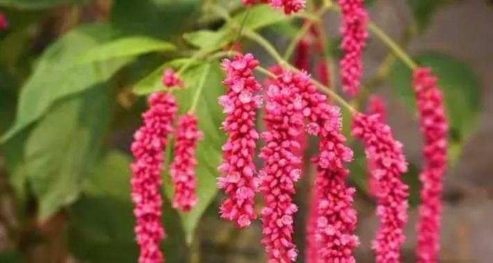 红蓼植物的花语是什么？它在传统中象征着什么？
