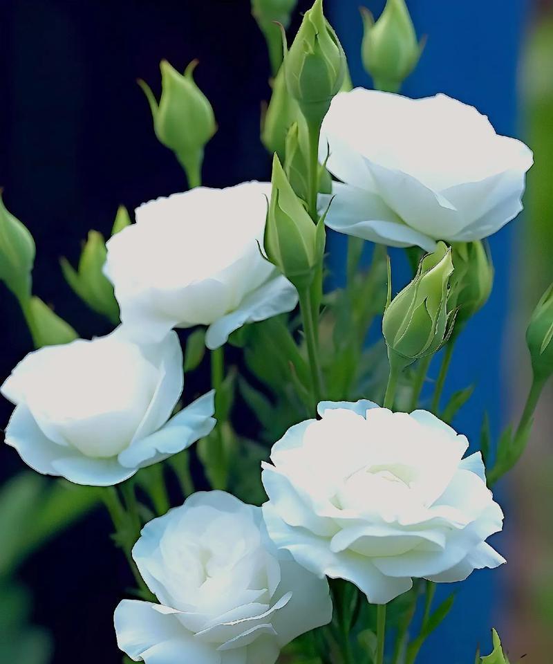 桔梗花的花语有哪些？如何用桔梗花表达情感？