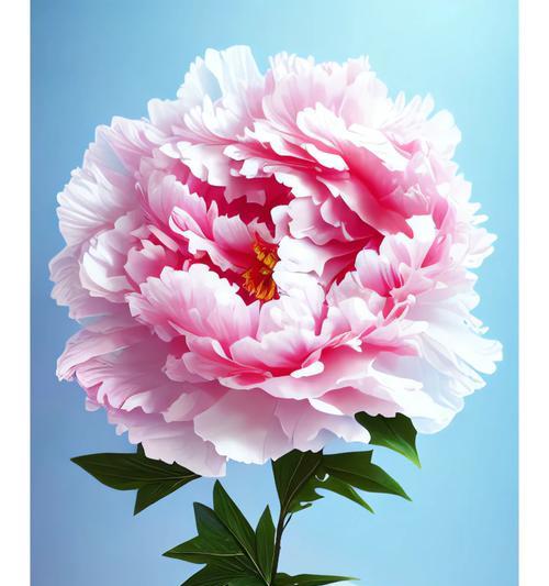 千岛花的花语是什么？它在不同场合下代表什么？