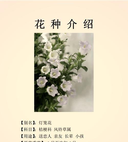送恋人什么花语最合适？如何选择表达爱意的花朵？