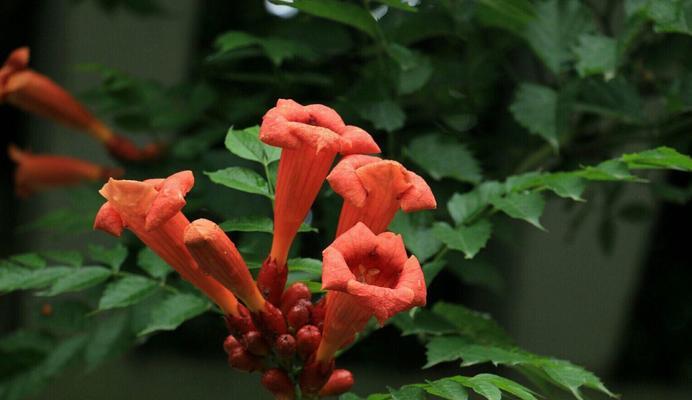 紫肌玉露的花语是什么？它在植物界中象征着什么？
