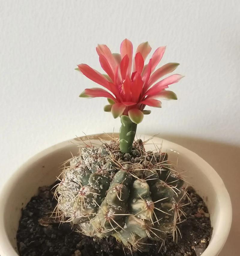 紫肌玉露的花语是什么？它在植物界中象征着什么？