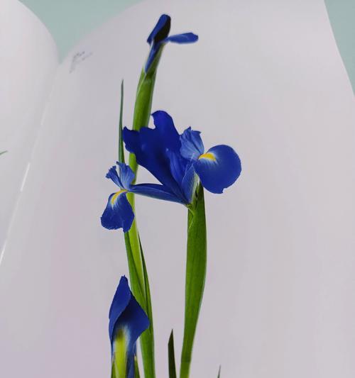兰鸢尾的花语是什么？它在花卉语言中传达了哪些信息？