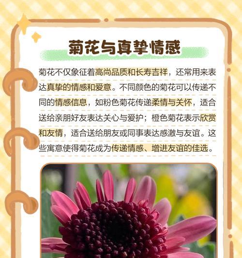 黄绿菊花的花语有哪些？它在花卉文化中代表了什么？