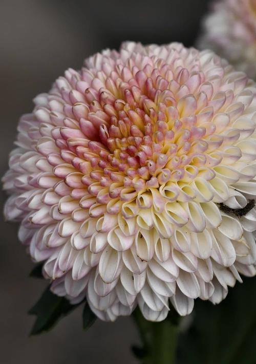 黄绿菊花的花语有哪些？它在花卉文化中代表了什么？