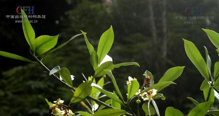 山竹子花的花语是什么？它在自然界中象征着什么？