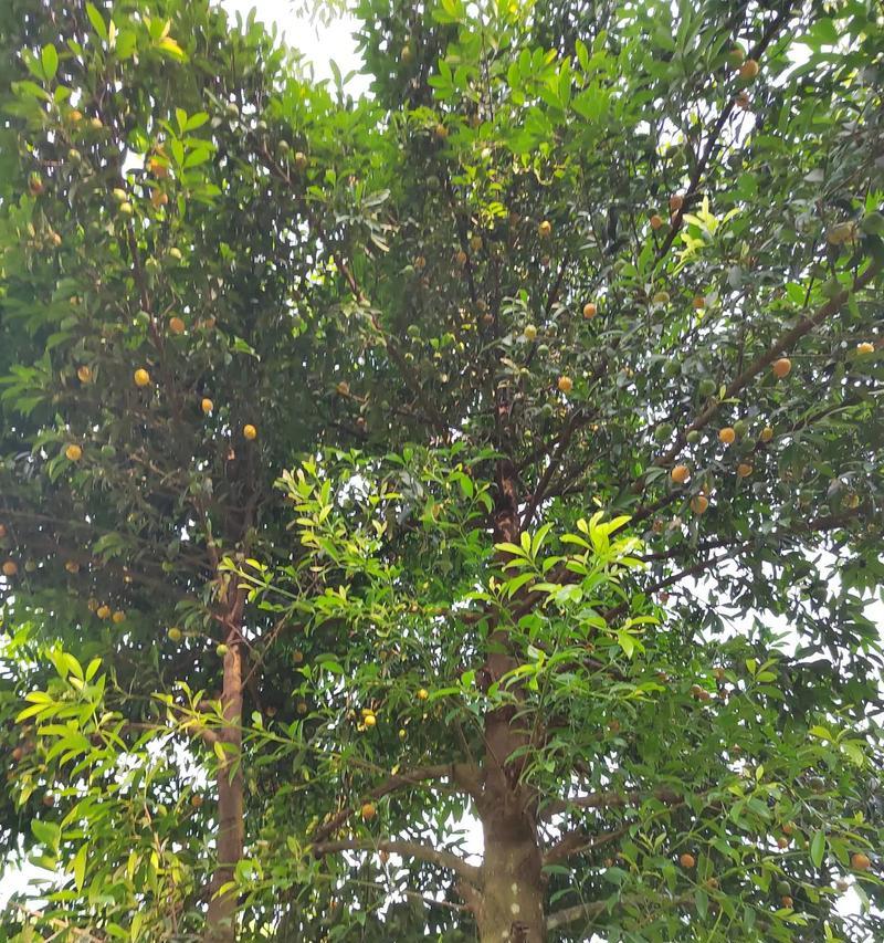 山竹子花的花语是什么？它在自然界中象征着什么？