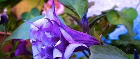 山竹子花的花语是什么？它在自然界中象征着什么？