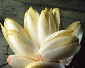 菊苣花的花语有哪些？它在园艺中有哪些特别含义？