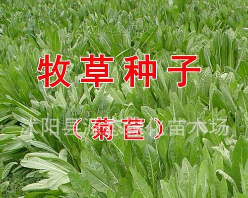 菊苣花的花语有哪些？它在园艺中有哪些特别含义？